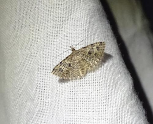 Alucita hexadactyla